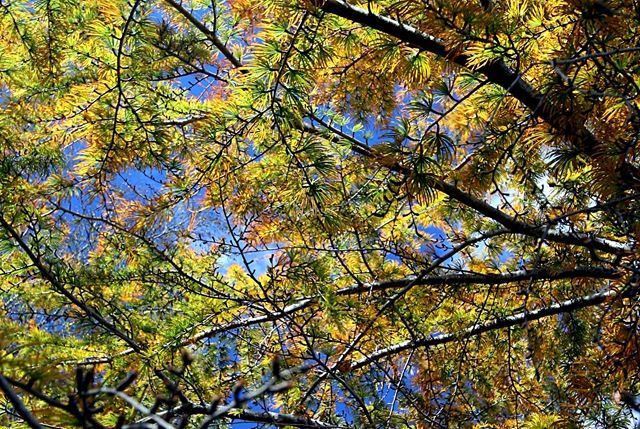 [Yellow leaves[3].jpg]