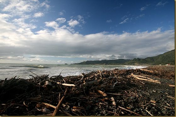 Driftwood coated beach