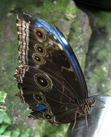 [10012404butterfly[3].jpg]