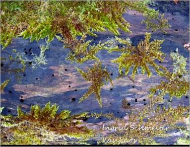 10040702moss_star1