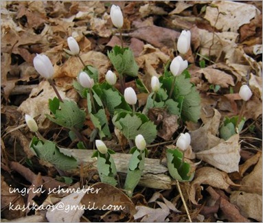 10041503bloodroot