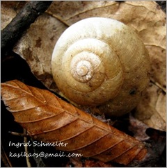 10041501snail