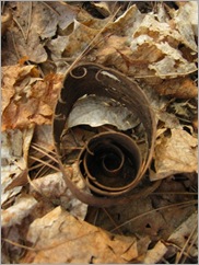 10041504birchbark