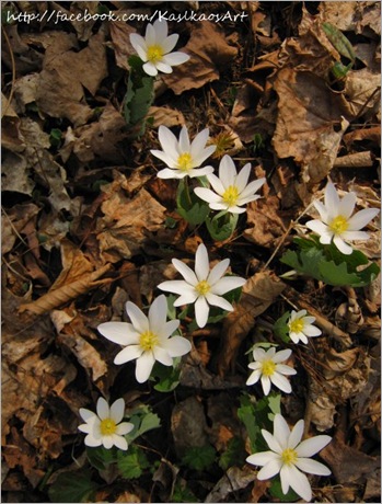 10042201bloodroot