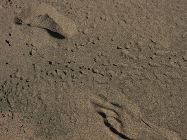 [090927footprints_sand16.jpg]