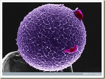 Human Egg with Coronal Cells
