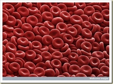 خلايا الدم الحمراء