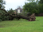  hurricane