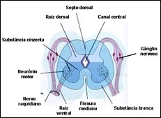 Clique na imagem para ver em tamanho maior
