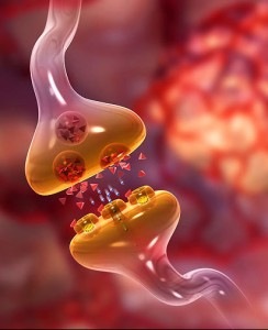 [synapse e neurotrasmissores[9].jpg]