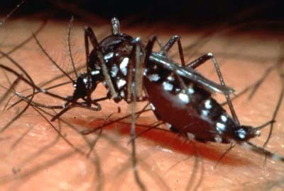 [mosquito-da-dengue[2].jpg]
