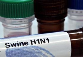 [Swine H1N1[3].jpg]