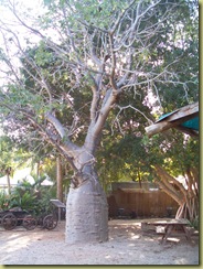 10Boab Tree