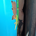 Gold dust day gecko