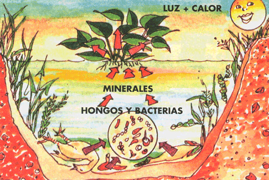 componentes_bioticos.gif