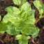 Orange Mint