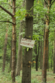 фото не на просеке, а возле кортов. но в тему :(