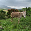 Donkey.jpg