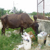 kitchen, Munoz Batey, volunteer Projects (30).jpg