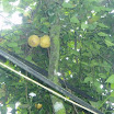 Tropical fruits at SuncampDR (3).JPG