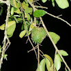 Guanabana against Cancer (7).jpg