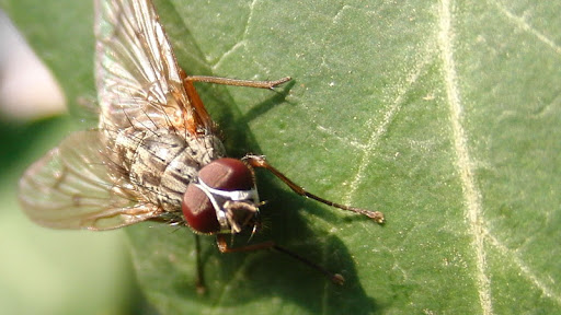 mosca foto macro