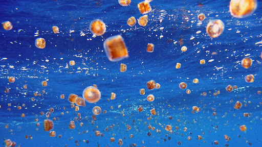 jellyfish lake mastigias papua