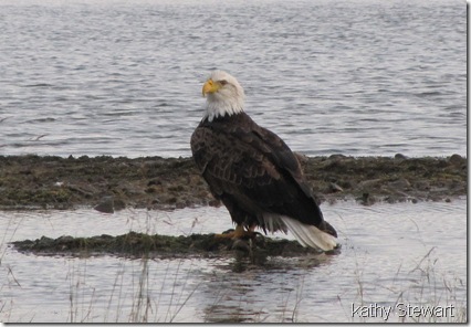Eagle on the shore
