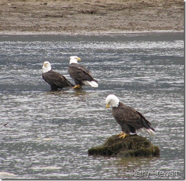 Eagles at the log bay