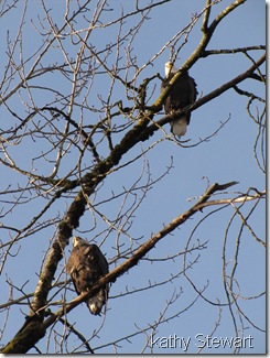 Couple of Bald Eagles