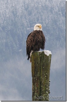 Eagle on a post
