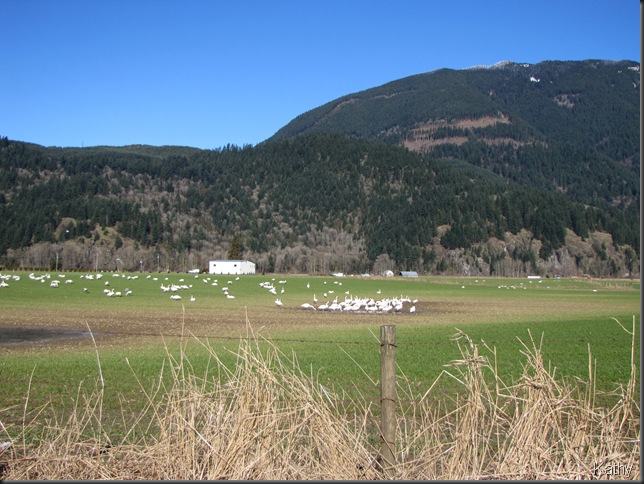 Swans in the field