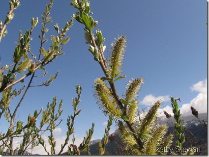 Flowering Willows