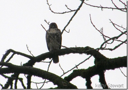 Juvenile Red Tail Hawk