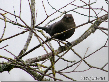 Female Brewer's Blackbird