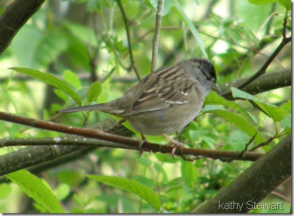 Gold Crowned Sparrow