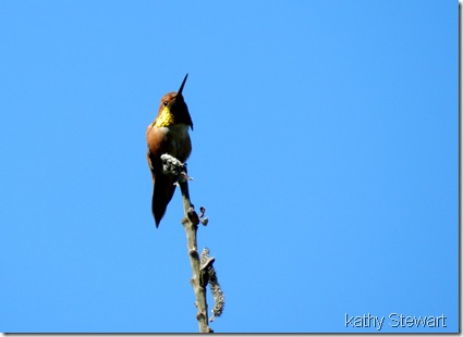 male Rufous Hummingbird