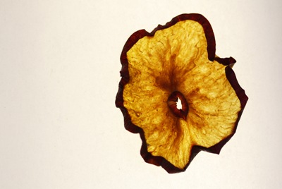 plum07