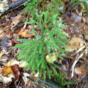 Club moss