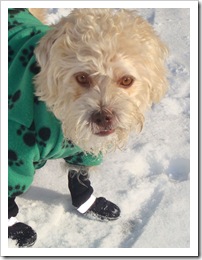 poldo neve