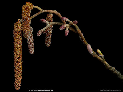 Alnus glutinosa male and female flower- Olsza czarna kwiaty męskie i żeńskie