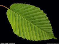 Carpinus cordata leaf - Grab sercowaty liść