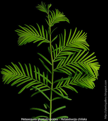 Metasequoia glyptostroboides - Metasekwoja chińska 