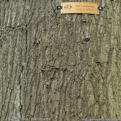 Quercus rubra bark - Dąb czerwony kora