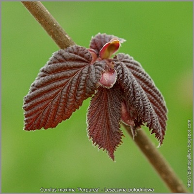 Corylus maxima 'Purpurea' young leaf- Leszczyna południowa młode liście