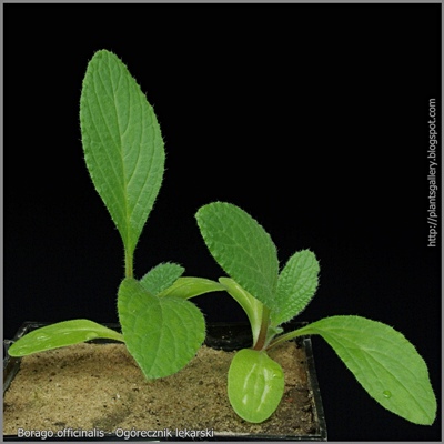 Borago officinalis - Ogórecznik lekarski