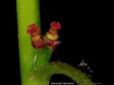 Quercus rubra male flowers - Dąb czerwony kwiaty męskie