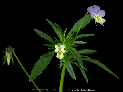 Viola tricolor - Fiołek trójbarwny