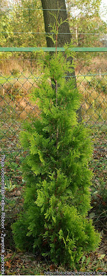 Thuja occidentalis 'Yellow Ribbon' - Żywotnik zachodni 'Yellow Ribbon'