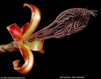 Acer rubrum young leaf - klon czerwony zawiązki liści
